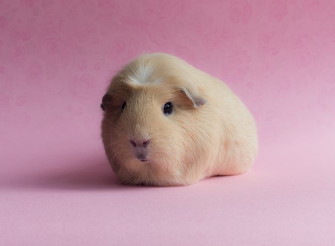 Wallpaper Guinea Pig, pink, funny animals, Animals 9960414050